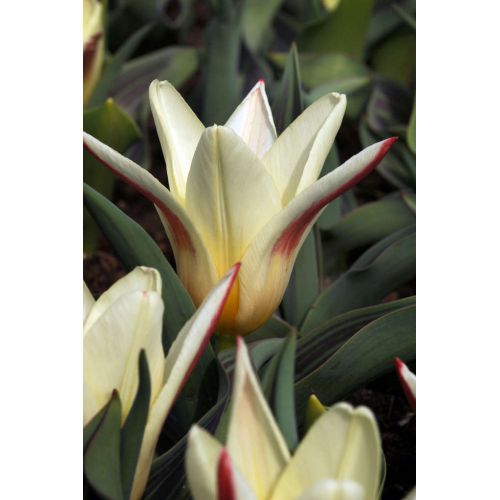 Tulp Johann Strauss 7 bollen - afbeelding 2