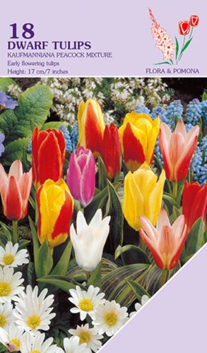 Tulp Kaufmanniana Mix 18 bollen