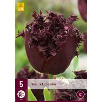 Tulp Labrador 5 bollen - afbeelding 2