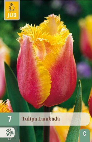 Tulp Lambada 7 bollen - afbeelding 3
