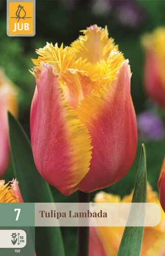 Tulp Lambada 7 bollen - afbeelding 1