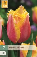 Tulp Lambada 7 bollen