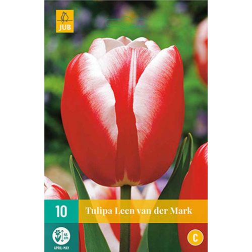 Tulp leen van der mark 10 bollen - afbeelding 1