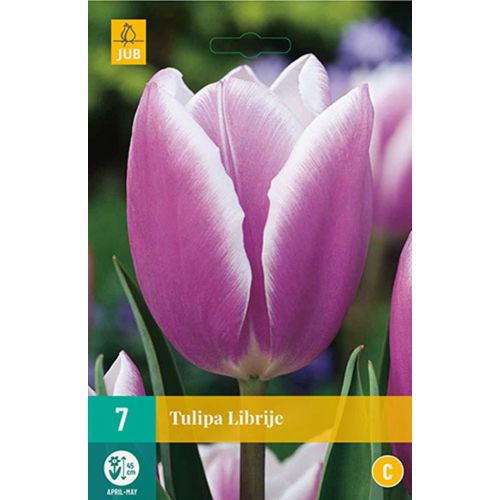 Tulp Librije 7 bollen - afbeelding 1