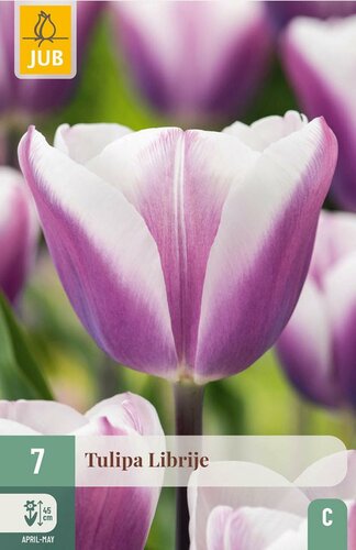 Tulp Librije 7 bollen - afbeelding 3