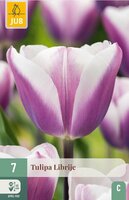 Tulp Librije 7 bollen - afbeelding 3