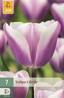 Tulp Librije 7 bollen