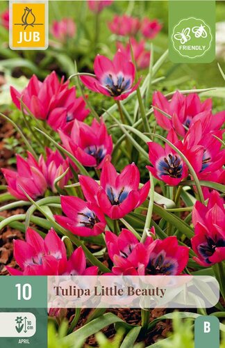 Tulp Little beauty 10 bollen - afbeelding 4