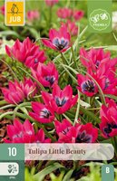 Tulp Little beauty 10 bollen - afbeelding 4