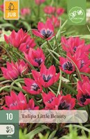 Tulp Little beauty 10 bollen