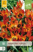 Tulp Little Princess 10 bollen - afbeelding 3