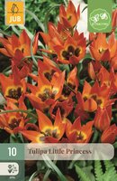LITTLE PRINCESS TULIPA