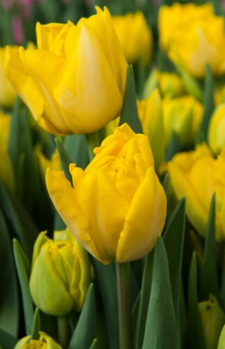 Tulp Marie Jo 7 bollen - afbeelding 2
