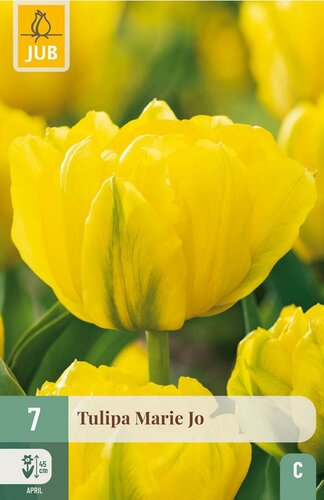 Tulp Marie Jo 7 bollen - afbeelding 3