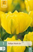 Tulp Marie Jo 7 bollen - afbeelding 3