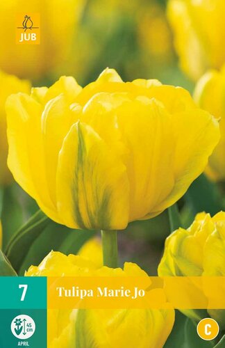 Tulp Marie Jo 7 bollen - afbeelding 1