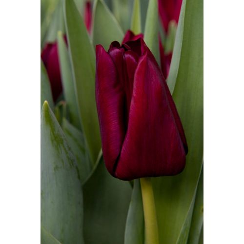 Tulp mascara 10 bollen - afbeelding 2