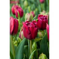 Tulp Mascotte 5 bollen - afbeelding 2