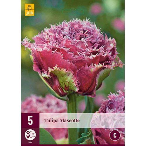 Tulp Mascotte 5 bollen - afbeelding 1