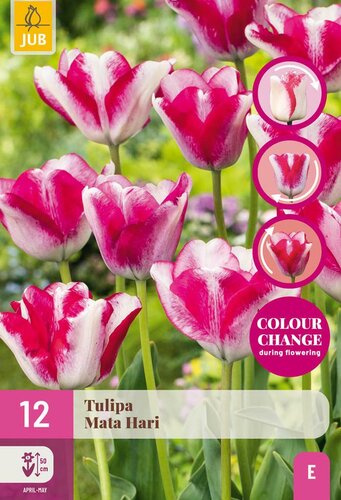 Tulp Mata Hari 12 bollen colour change - afbeelding 1