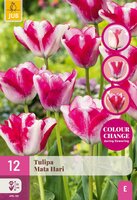Tulp Mata Hari 12 bollen colour change - afbeelding 1