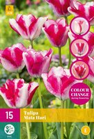 Tulp Mata Hari 15 bollen colour change - afbeelding 1