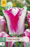 Tulp Mata hari 7 bollen - afbeelding 3