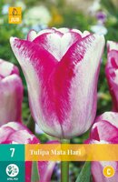 Tulp Mata hari 7 bollen - afbeelding 2