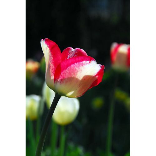 Tulp Mata hari 7 bollen - afbeelding 2