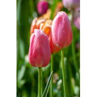 Tulp Menton 10 bollen - afbeelding 2