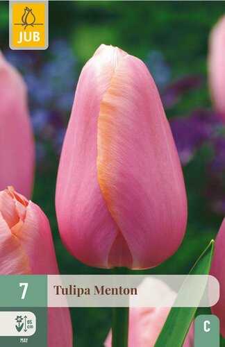 Tulp Menton 7 bollen - afbeelding 1