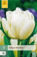 Tulp mondial 7 bollen - afbeelding 3