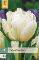 Tulp mondial 7 bollen