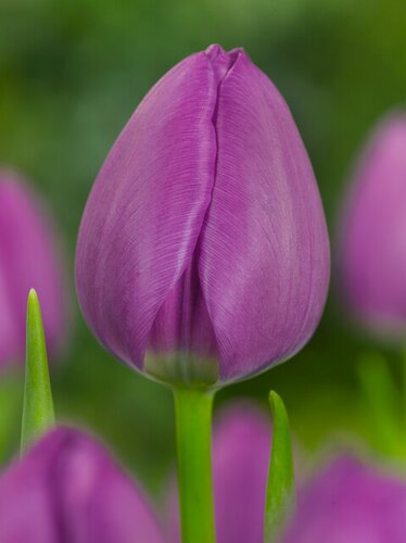 Tulp negrita 12 bollen - afbeelding 2