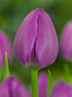 Tulp negrita 12 bollen - afbeelding 2