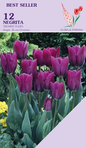 Tulp negrita 12 bollen - afbeelding 1