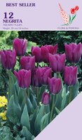 Tulp negrita 12 bollen - afbeelding 2