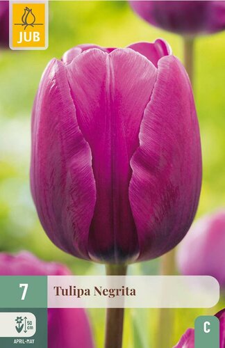 NEGRITA TULIPA