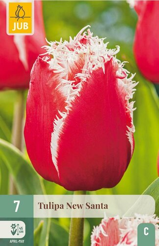 Tulp new santa 7 bollen - afbeelding 3