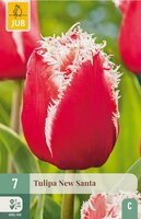 Tulp new santa 7 bollen - afbeelding 3