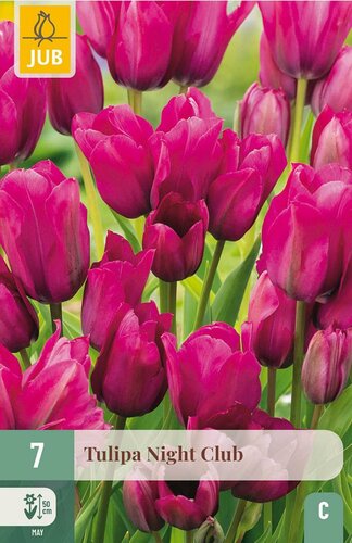 Tulp Night club 7 bollen - afbeelding 3