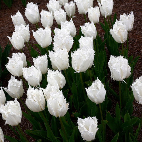 Tulp Noordeinde 7 bollen - afbeelding 3
