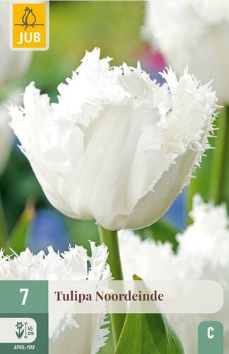 Tulp Noordeinde 7 bollen - afbeelding 2