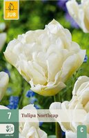 Tulp Northcap 7 bollen - afbeelding 3