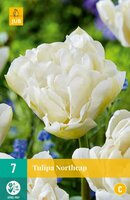 Tulp Northcap 7 bollen - afbeelding 2
