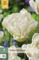 Tulp Northcap 7 bollen