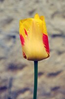 Tulp olympic flame 10 bollen - afbeelding 2