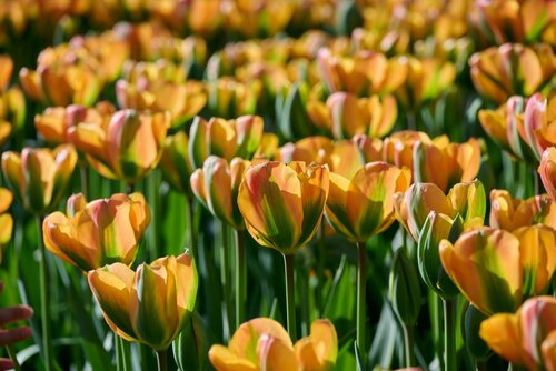 Tulp orange marmelade 7 bollen - afbeelding 3