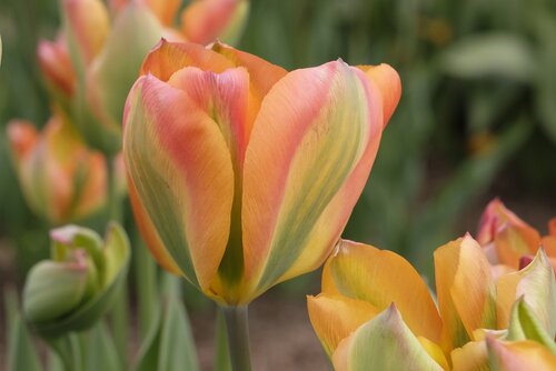 Tulp orange marmelade 7 bollen - afbeelding 2