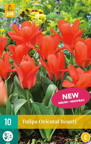 Tulp oriental beauty 10 bollen - afbeelding 1